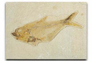 Bargain, Fossil Fish (Diplomystus) - Wyoming #354053