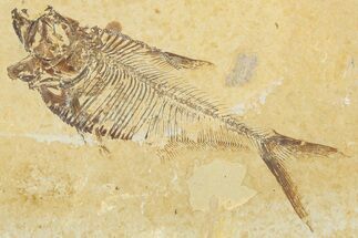 Detailed Fossil Fish (Diplomystus) - Wyoming #354057