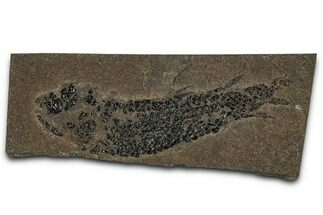 Devonian Lobed-Fin Fish (Osteolepis) Fossil - Scotland #354099