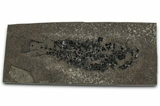 Devonian Lobed-Fin Fish (Osteolepis) Fossil - Scotland #354100