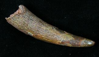 Beautiful Rooted Pterosaur Tooth - Kem Kem Beds #18907