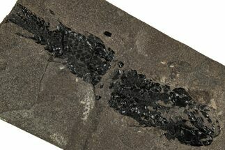 Devonian Lobed-Fin Fish (Osteolepis) Fossil - Scotland #354103