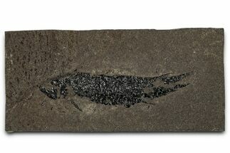 Devonian Lobed-Fin Fish (Osteolepis) Fossil - Scotland #354106