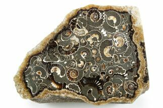 Polished Ammonite (Promicroceras) Slab - Marston Magna Marble #354088