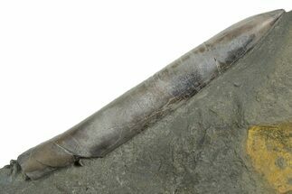 Fossil Belemnite (Acrocoelites) Rostrum - Germany #354199