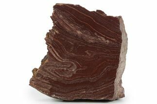 Polished, Neoproterozoic Stromatolite (Conophyton) - Morocco #350927