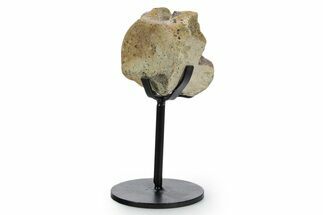 Fossil Thescelosaurus Vertebra w/ Metal Stand - South Dakota #354298
