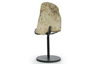Fossil Hadrosaur Vertebra Process w/ Metal Stand - South Dakota #354307