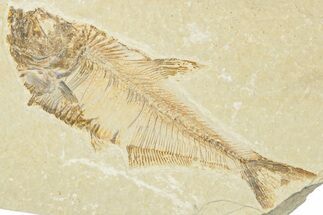 Detailed Fossil Fish (Diplomystus) - Wyoming #354066