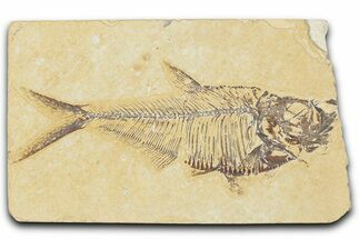 Detailed Fossil Fish (Diplomystus) - Wyoming #354069