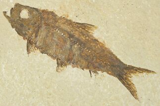 Detailed Fossil Fish (Knightia) - Wyoming #354073