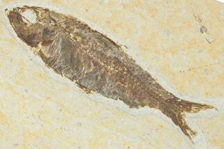 Detailed Fossil Fish (Knightia) - Wyoming #354078