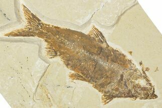 Detailed Fossil Fish (Knightia) - Wyoming #354079