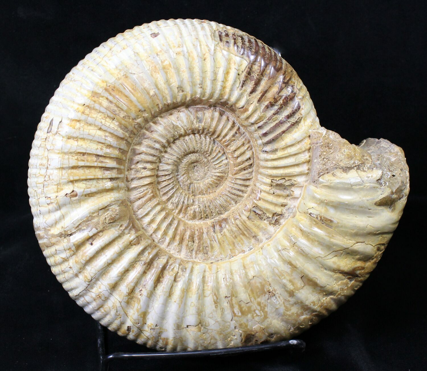 largest ammonite