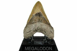 Fossil Megalodon Tooth - North Carolina #354433