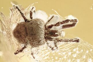 Detailed Fossil Velvet Mite and True Midge in Baltic Amber #352951
