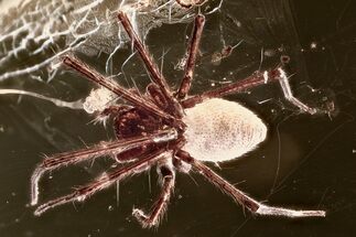 Detailed Fossil Spider (Araneae) In Baltic Amber #352956