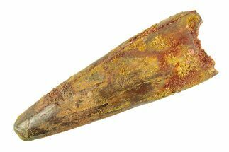 Fossil Spinosaurus Tooth - Real Dinosaur Tooth #353116