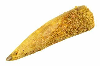Bargain, Fossil Spinosaurus Tooth - Real Dinosaur Tooth #353118