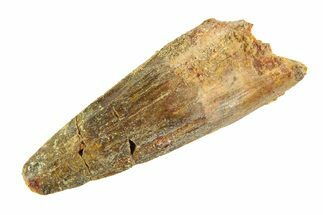 Fossil Spinosaurus Tooth - Real Dinosaur Tooth #353121