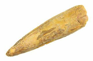 Fossil Spinosaurus Tooth - Real Dinosaur Tooth #353124