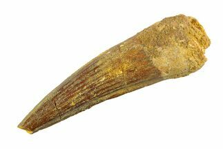 Bargain, Fossil Spinosaurus Tooth - Real Dinosaur Tooth #353162