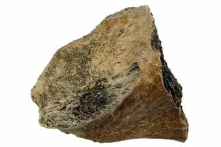 Fossil Tyrannosaur (T rex) Bone Section - Wyoming #352857