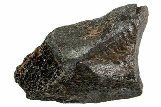 Fossil Tyrannosaur (T rex) Bone Section - Wyoming #352862