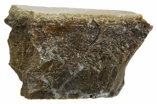 Fossil Tyrannosaur (T rex) Bone Section - Wyoming #352889