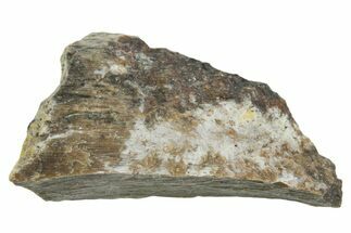 Fossil Tyrannosaur (T rex) Bone Section - Wyoming #352896