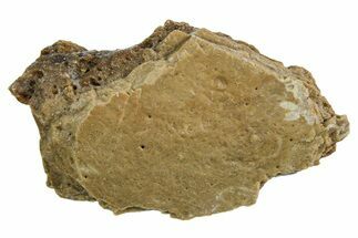 Fossil Tyrannosaur (T rex) Bone Section - Wyoming #352907