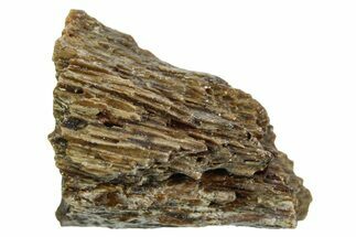 Fossil Tyrannosaur (T rex) Bone Section - Wyoming #352940