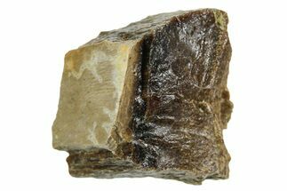 Fossil Tyrannosaur (T rex) Bone Section - Wyoming #352948