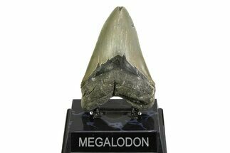 Serrated, Fossil Megalodon Tooth - North Carolina #354475