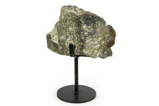 Fossil Sauropod Limb Bone Section with Metal Stand - Colorado #354317