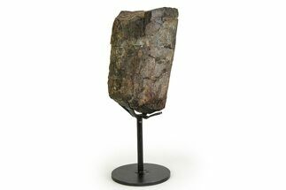 Fossil Sauropod Limb Bone Section with Metal Stand - Colorado #354329