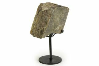 Fossil Sauropod Rib Section with Metal Stand - Colorado #354332