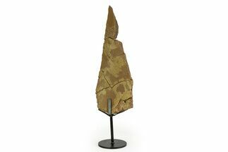 Fossil Hadrosaur Limb Section w/ Metal Stand - South Dakota #354339