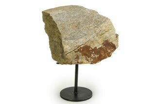 Fossil Triceratops Limb Section w/ Metal Stand - South Dakota #354340