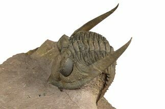 Enrolled Zlichovaspis Trilobite - Lghaft, Morocco #354427