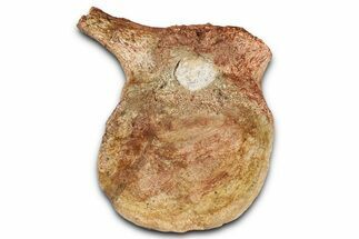 Fossil Plesiosaur (Thililua?) Pectoral Vertebra - Asfla, Morocco #354430