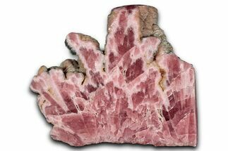 Polished Rhodochrosite Stalactite Section - Argentina #354504