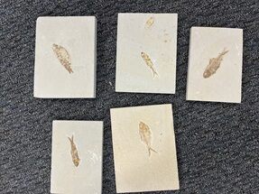 Lot - Green River Fossil Fish - Wyoming #354653