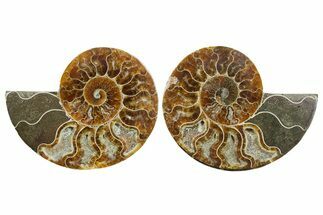 Cut & Polished Crystal-Filled Ammonite Fossil - Madagascar #354119