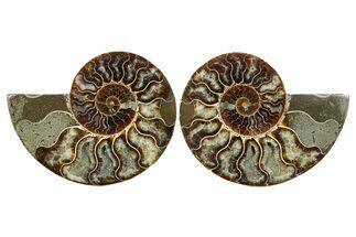 Cut & Polished Crystal-Filled Ammonite Fossil - Madagascar #354120