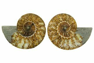 Cut & Polished Crystal-Filled Ammonite Fossil - Madagascar #354121