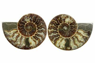 Cut & Polished Crystal-Filled Ammonite Fossil - Madagascar #354124
