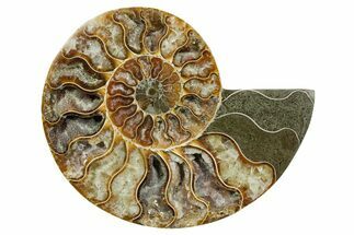 Cut & Polished Ammonite Fossil (Half) - Madagascar #354126
