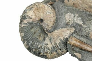 Cretaceous Ammonite and Cephalopod Fossil - Montana #354624