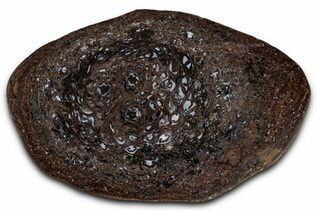 Petrified Wood For Sale